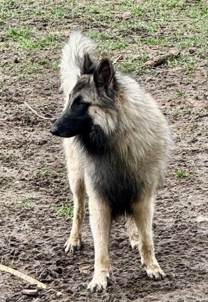 Toruk du ribeaudeau