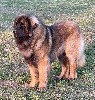  - Magnifique Portée de chiots Leonberg