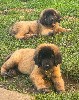  - PORTEE DE CHIOTS LEONBERG