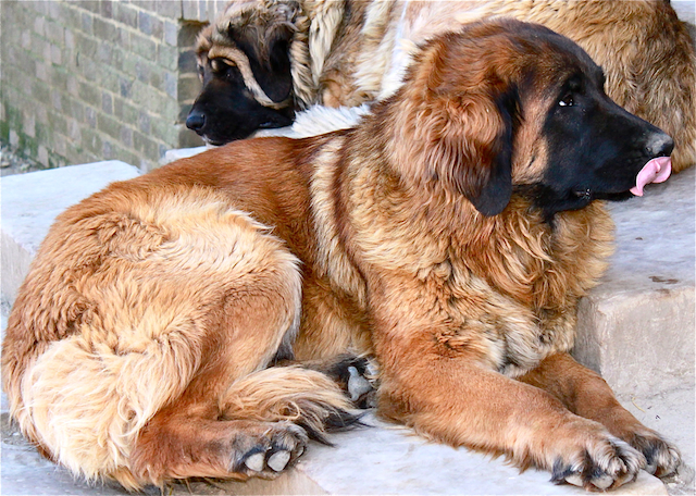 La mascha V. dreiburgenland