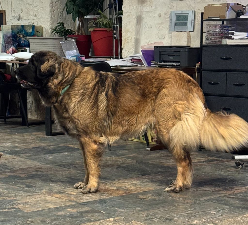 Shallow de l'enclos des Bruyeres