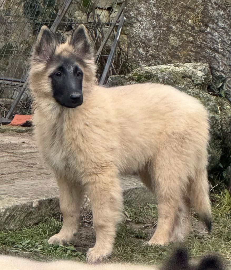 4 FEMELLES BERGER BELGE TERVUEREN DISPONIBLES