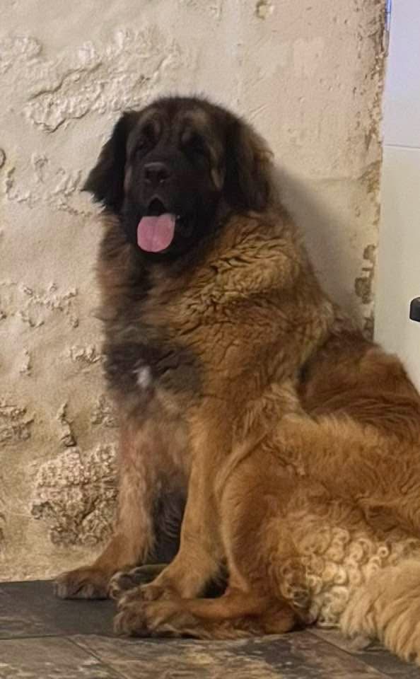 MAGNIFIQUE PORTEE DE CHIOTS LEONBERG